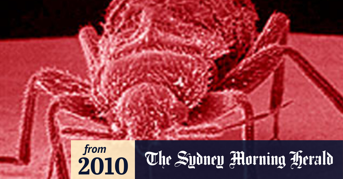 New York under attack as bed bugs make unwanted comeback